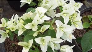 Check spelling or type a new query. Miss Alice Bougainvillea White Bougainvillea Bougainvillea Small Garden Design