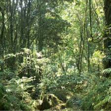 Image result for Maranthes goetzeniana