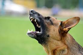 That is around the time they will start to use their vocal cords. German Shepherd Barking Problems And Solutions Allshepherd