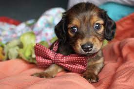 Thank you for your site. Shaded Red Longhair Miniature Dachshund Puppies For Sale Texas Dachshund Funny Short Dog Dachshund Puppies For Sale Dachshund Puppy Miniature Dachshund Breed