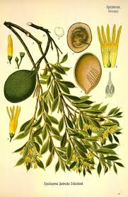 Image result for Schinopsis