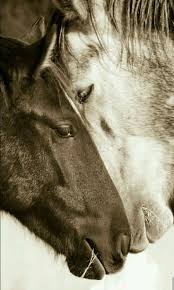 People Need To Start Understanding The Complex And Strong Relationships Animals Have With Each Other Horses Pretty Horses Cute Horses