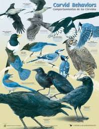 Birds Of The Same Feather Flock Together Meaning In Tagalog Pin By Leslie Jones On Corvidae Black Bird Crow Feather Crow