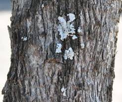 Image result for Combretum hereroense