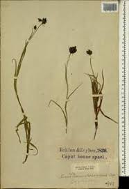 Image result for Fuirena ecklonii