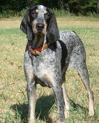 En tant que chien de compagnie, il peut vivre avec un maître sportif ou une famille dynamique. 16 Idees De Grand Bleu De Gascogne Bleu De Gascogne Petit Bleu De Gascogne Bleu