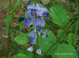 Image result for Crotalaria bernieri