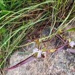 Image result for Cyanotis lanata