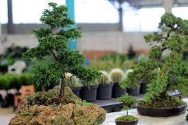 Older bonsai trees tend to be more valuable than younger bonsai trees. 8 Most Expensive Bonsai Trees In The World You Should Know Florgeous
