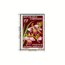 Image result for Eulophia horsfallii