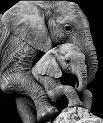 De Madre Elefantes Fotos De Elefantes Imagen Elefante