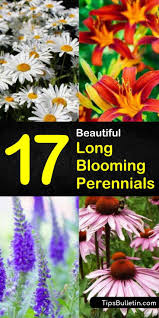 What perennials bloom the longest. 17 Long Blooming Perennials To Extend Color Throughout The Season