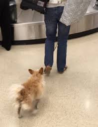 At usa service dog registration we have a large network of therapist that can evaluate and provide emotional support animal letters for housing and travel. Emotional Support Animals The Therapist S Dilemma Psychology Today