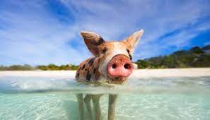 The bahamas, or the bahama islands, is an archipelago consisting of many islands in the atlantic ocean east of florida. Bahamas World Travel Guide