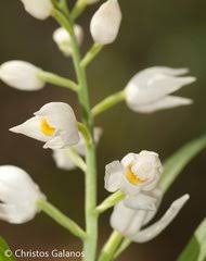 Image result for Holothrix longiflora