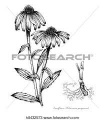 Pin On Flora Fauna And Magical Creatures