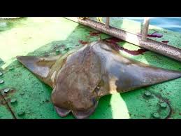 Itulah ide artikel ini, mirip dengan ide tentang ikan mola mola. Mancing Ikan Pari Di Datangi Segerombolan Ikan Pari By Deff Popeye