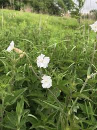 Image result for Silene bellidioides
