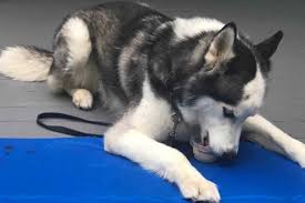 Looking for that elusive, spring clean feeling? How To Keep Your Husky Dog Cool On Hot Days Hike With Halo