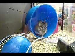 Higgins sunburst veggie stix gourmet treats for guinea pigs, rabbits & chinchillas. Cute Chinchilla At Petco Youtube