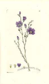 Perennial Flax Flax Flowers Botanical Drawings Botanical Illustration Vintage