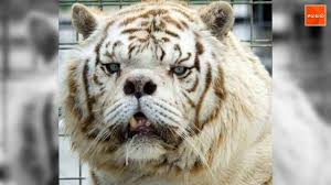 Animals With Adorable Quirks That Make Us Fall In Love With Them À®® À®à®¤ À®¤ À®² À®¨à®µà®°à®à® À®à®³ À®¯ À®® À® À® À® À®® À®à®© À®®à®² À®¸ Watch Funny Videos Video Samayam Tamil