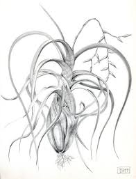 Tillandsia Flexuosa By Penrith Goff Tillandsia Plant Drawing Plant Tattoo