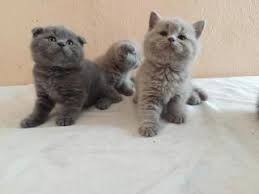 Kedi Tekirdag Fiyatlari Ikinci El Sifir Kiralik Ilanlar