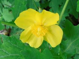 Native Plant Botanical Name Stylophorum Diphyllum Common Names Celandine Poppy Wood Poppy Plant Roots Trees To Plant Planting Bulbs