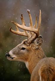The Animal Effect Animals Animals Beautiful Deer Pictures