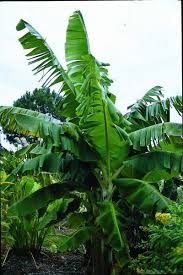 Cook as a plantain or eat fresh off the tree. Banana Trees Apeeling Plants For The Garden Article By Plant Delights Nursery