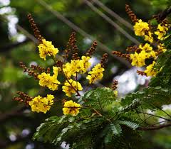 Image result for Caesalpinia sappan