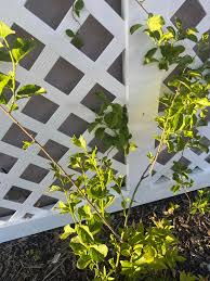 Image result for Cuscuta hyalina