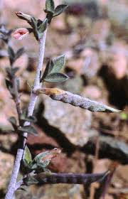 Image result for Argyrolobium rupestre