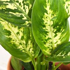 Dieffenbachia Compacta In 2020 Plant Decor Indoor Plants Plant Decor