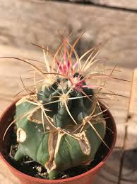 Image result for Tricalysia schliebenii