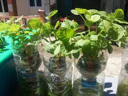 Maybe you would like to learn more about one of these? Cara Membuat Hidroponik Dari Botol Plastik Hidroponik Store