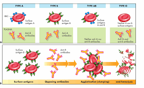 10 Blood Type Antigens And Antibodies Chart Proposal Sample