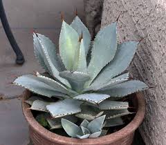 Image result for Thesium pygmaeum