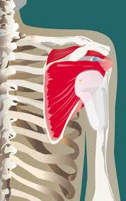 Image result for Scapulothoracic Injection