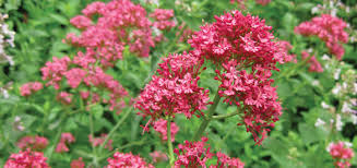 Image result for Centranthus