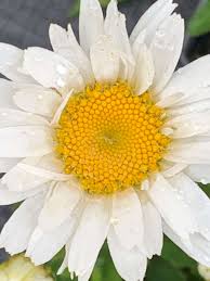 Image result for foto Kopretina