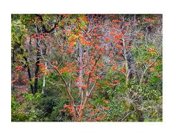 Image result for Erythrina livingstoniana