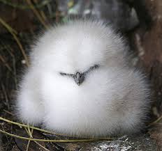 Image result for cute baby animals
