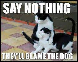 Say Nothingg Cat Catlovers Funny Funnycats 9gag Cats Cat Tattoo Cat Memes Cats Funny Cat Diy Trends Ca Funny Cat Memes Funny Cats Funny Animals