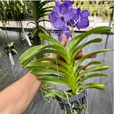 Image result for Vanda