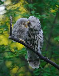 These Mama Birds Are Taking Care Of Their Young Ones In A Heartwarming Fashion Beauty Animals Animals Beautiful Animals