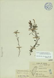 Image result for Gnaphalium polycaulon