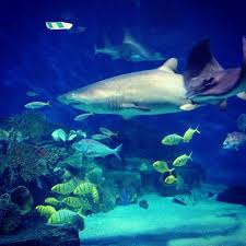 Sea Life Melbourne Aquarium Sea Life Melbourne Aquarium Sea Life Melbourne