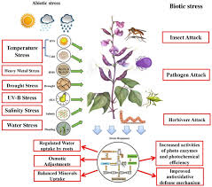 Image result for Dolichos angustifolius